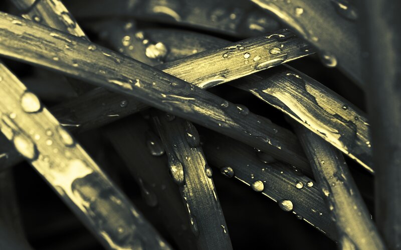 Grass Blades with Water Droplets — Black