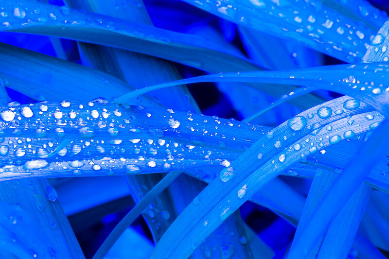 Grass Blades with Water Droplets — Blue