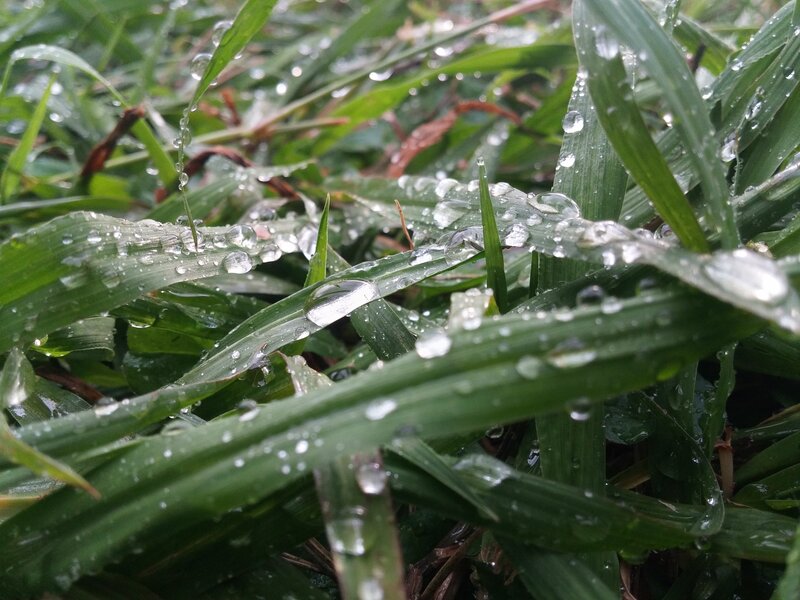 Grass Blades with Water Droplets — Green, Calm