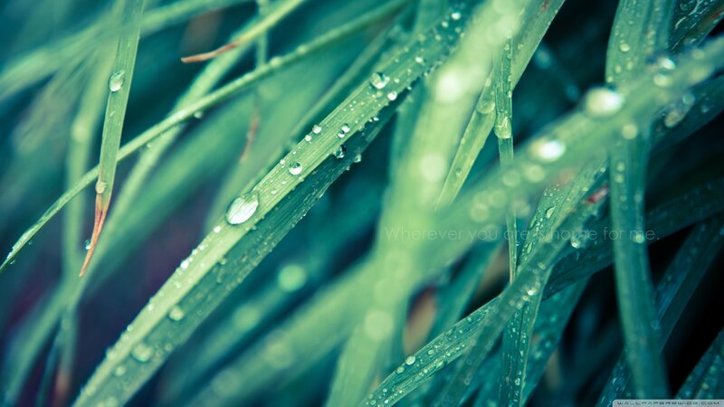 Grass Blades with Water Droplets — Green, Serene