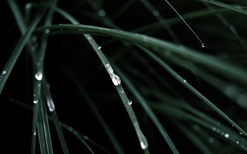 Grass Blades with Water Droplets — Green