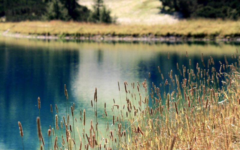 Grass by a calm lake