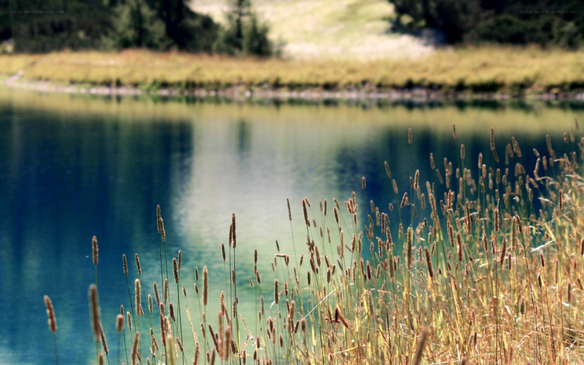 Grass by a calm lake