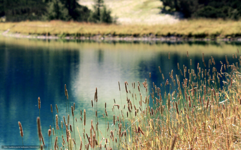 Grass by a calm lake