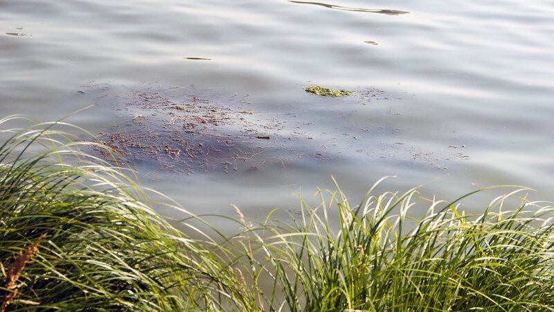 Grass by a calm water body