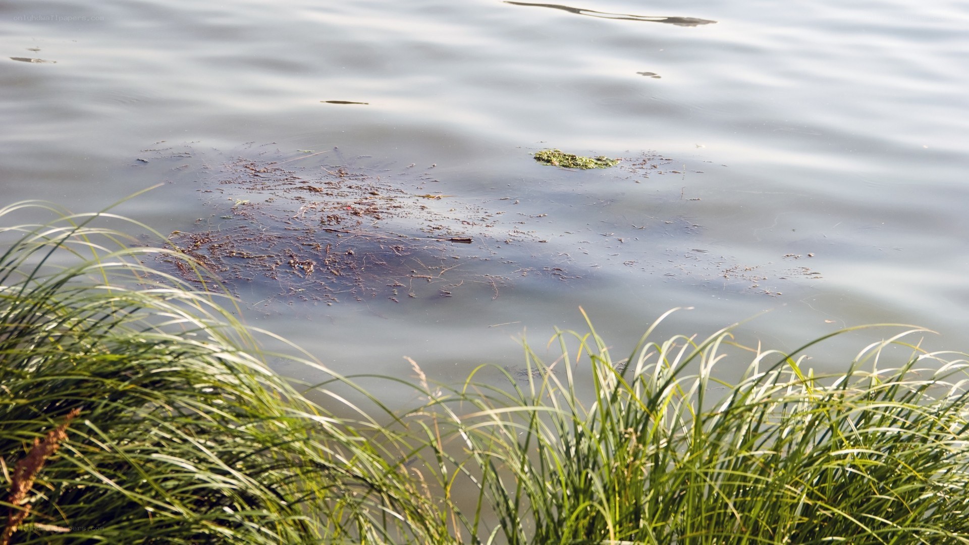 Grass by a calm water body