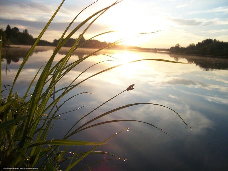 Grass by a Lake
