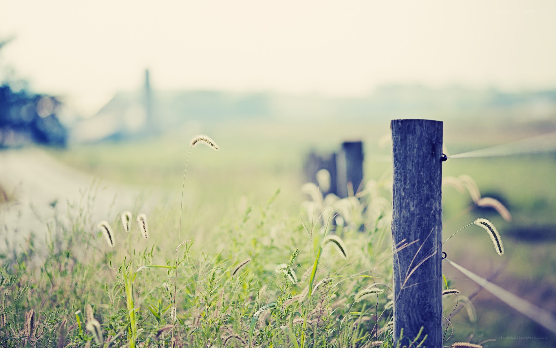 Grass by a wooden post