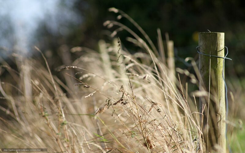Grass by a wooden post