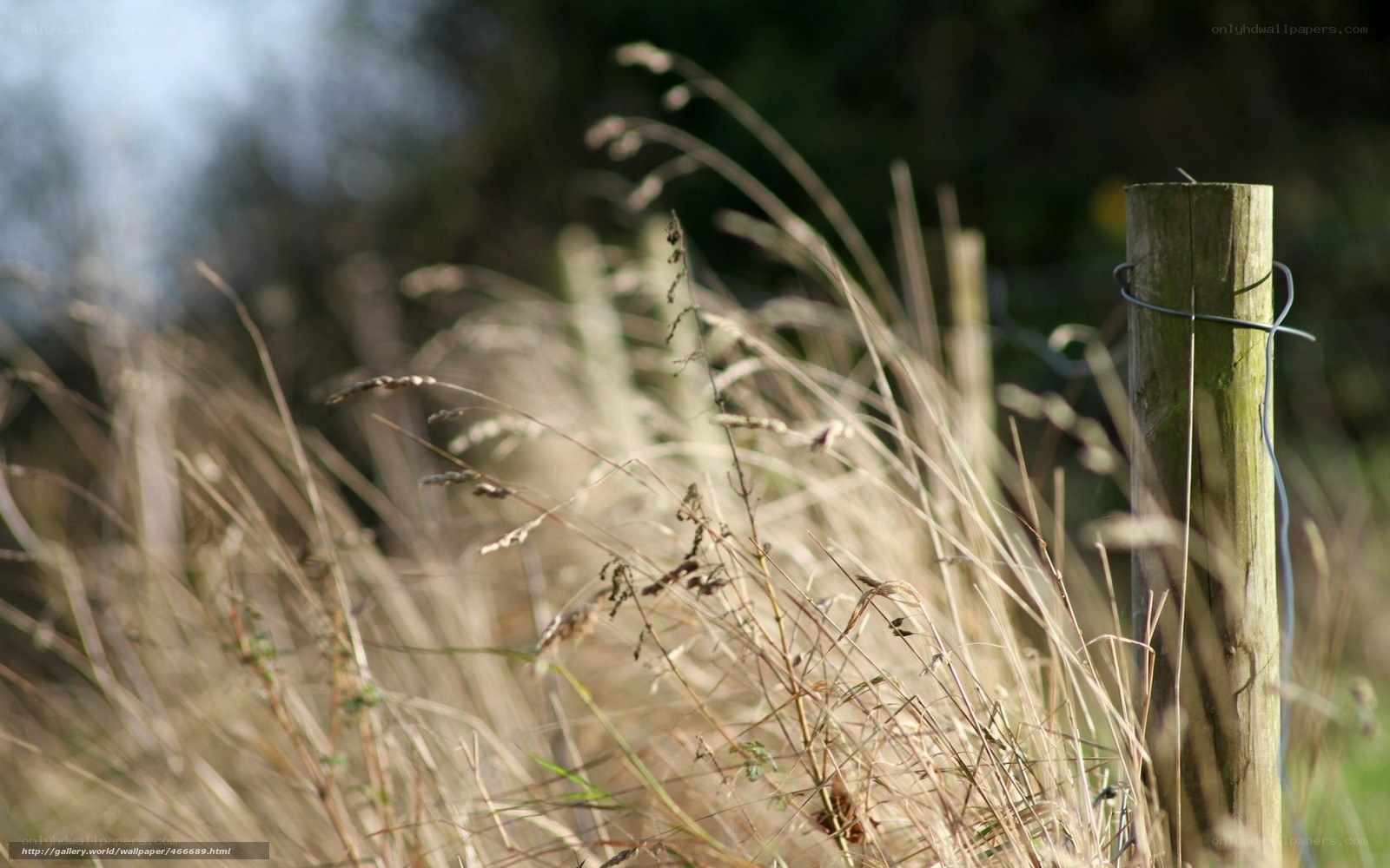 Grass by a wooden post
