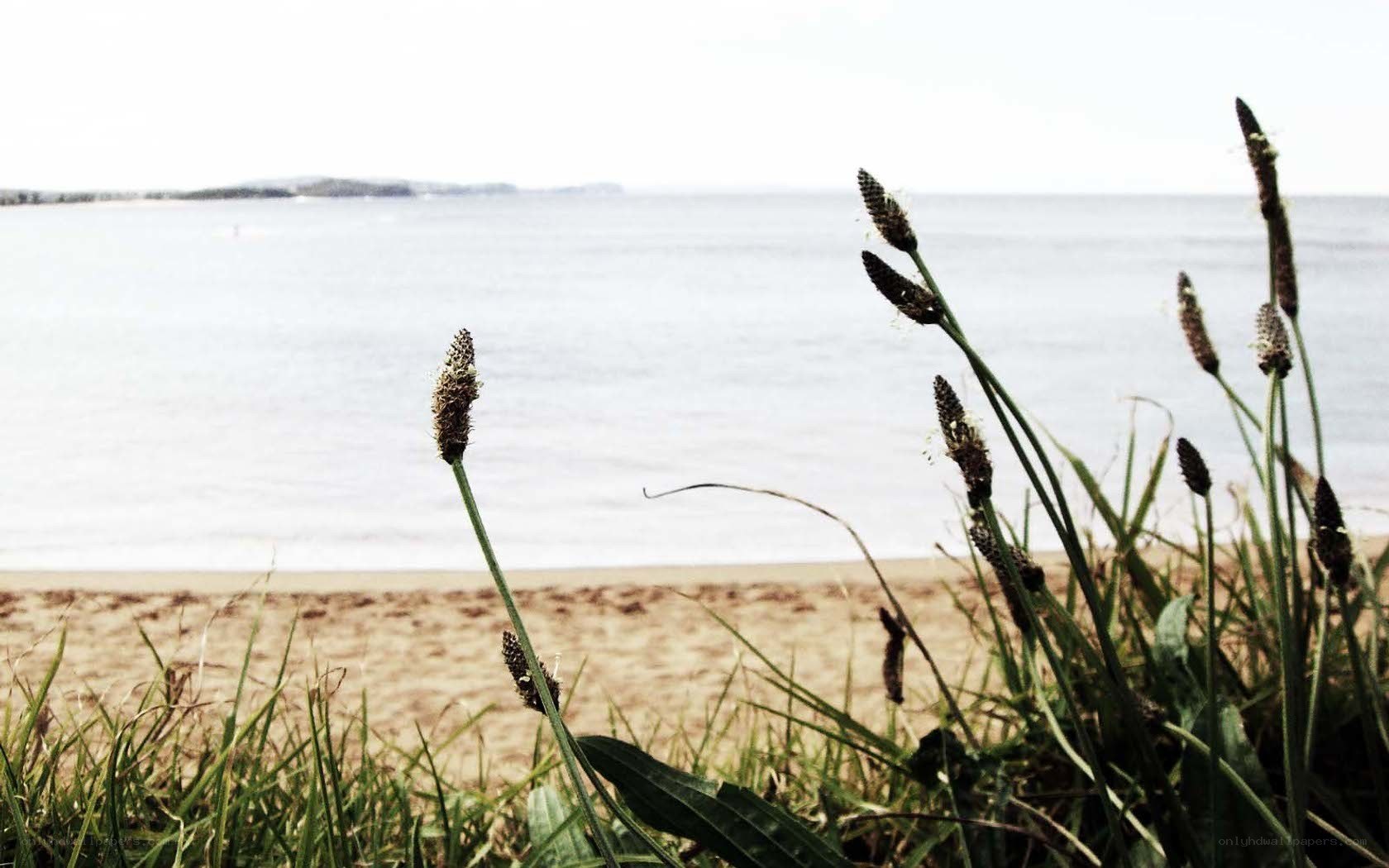 Grass by the beach