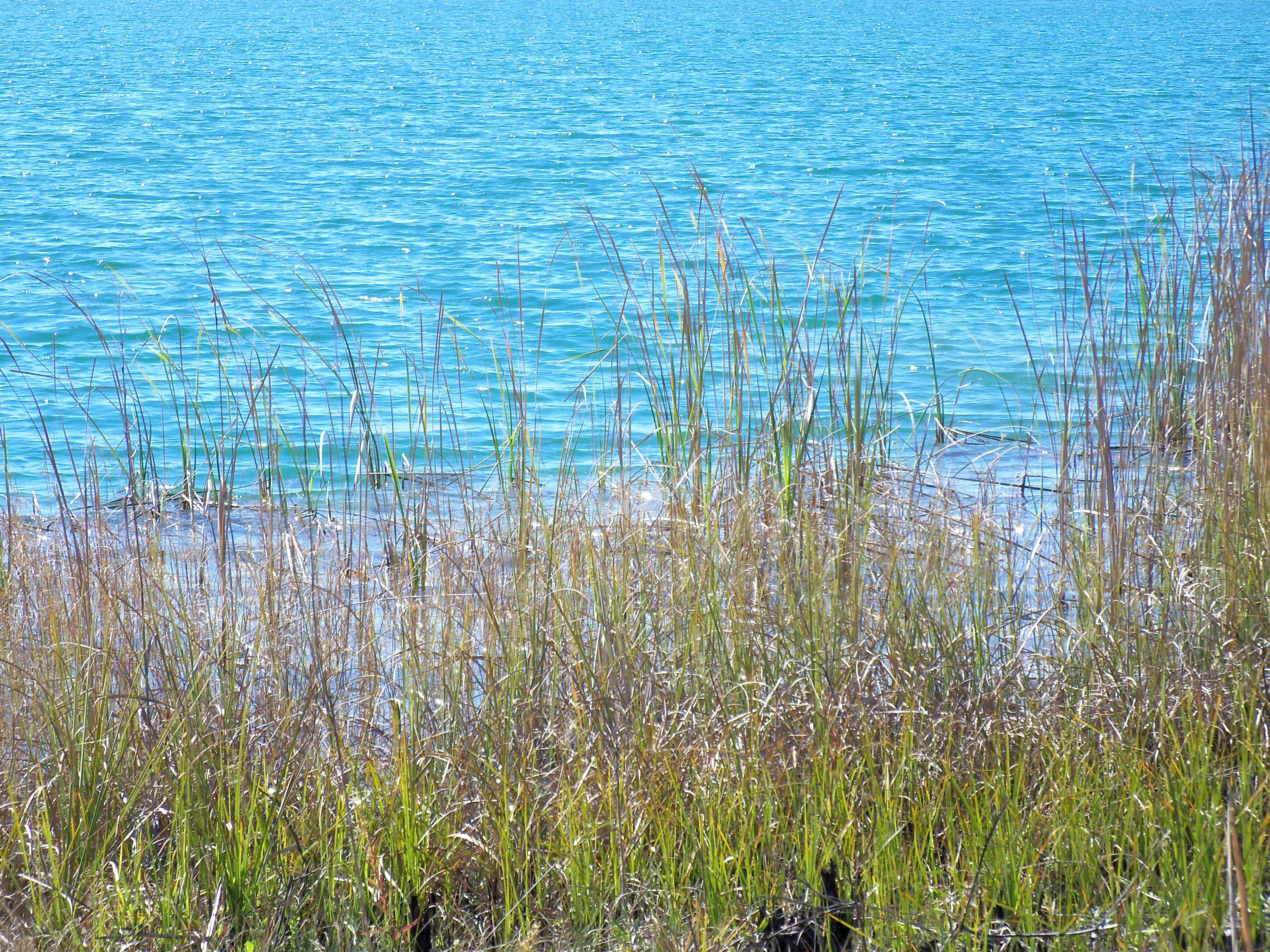 Grass by the blue water