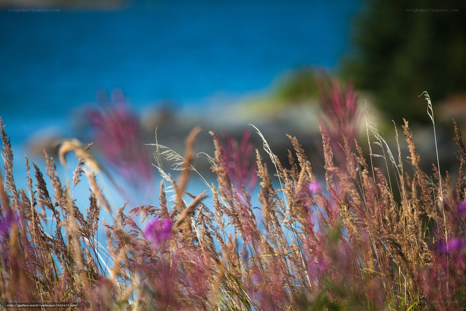 Grass by the blue water