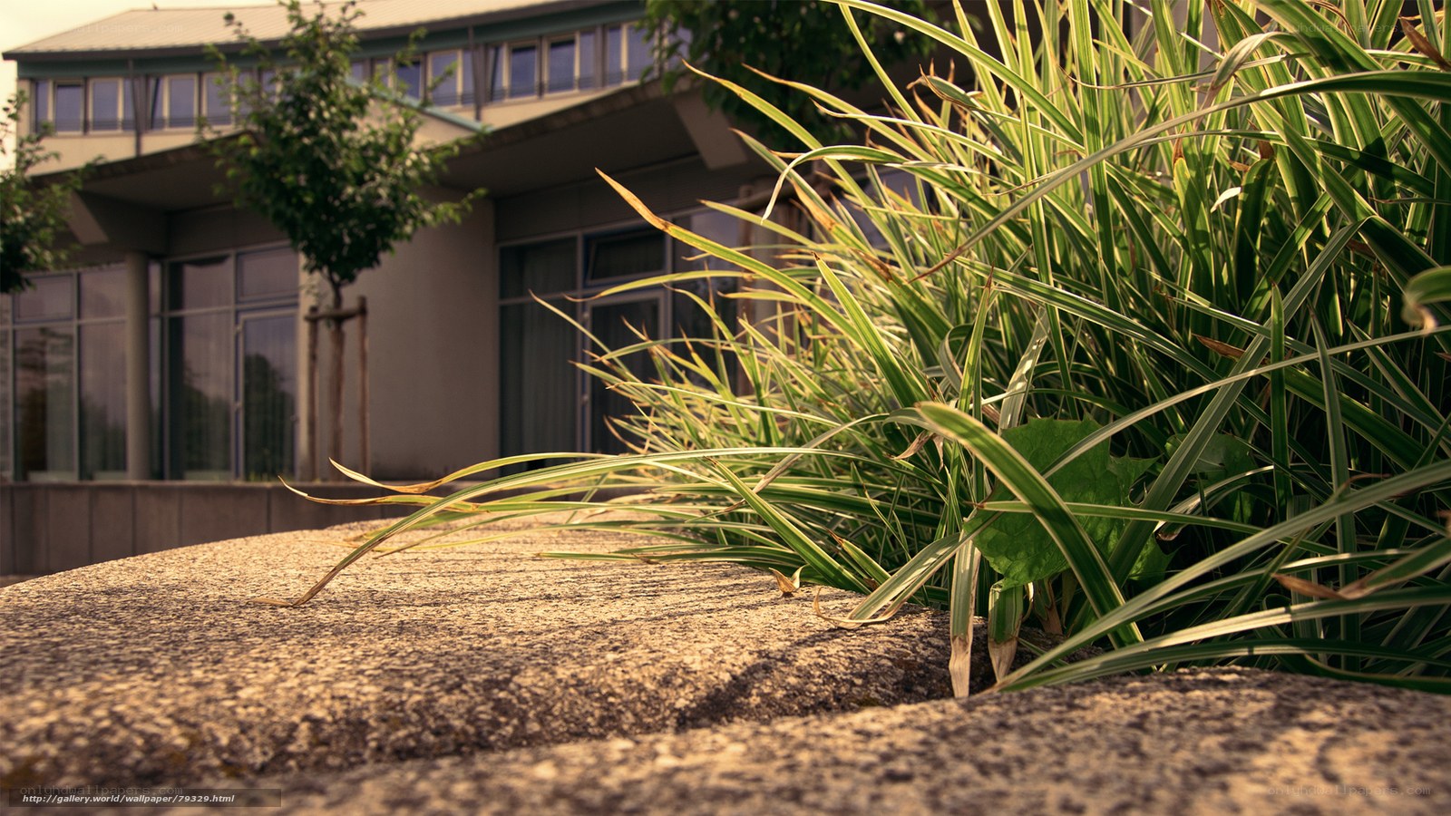 Grass by the building