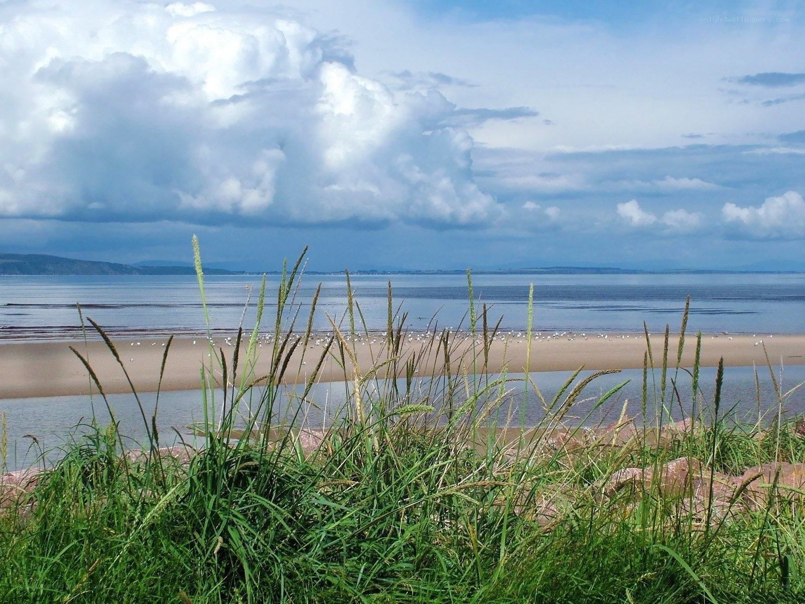 Grass by the coastal bay