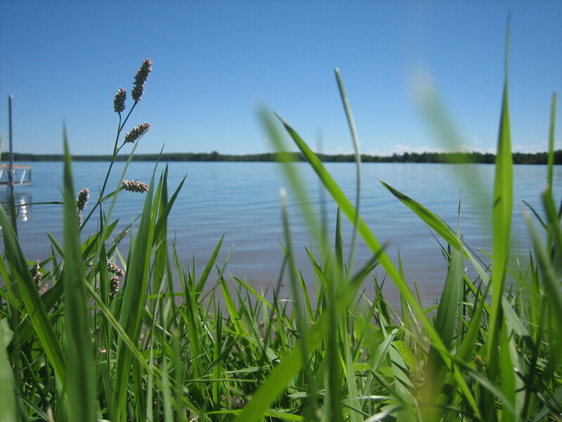 Grass by the lake