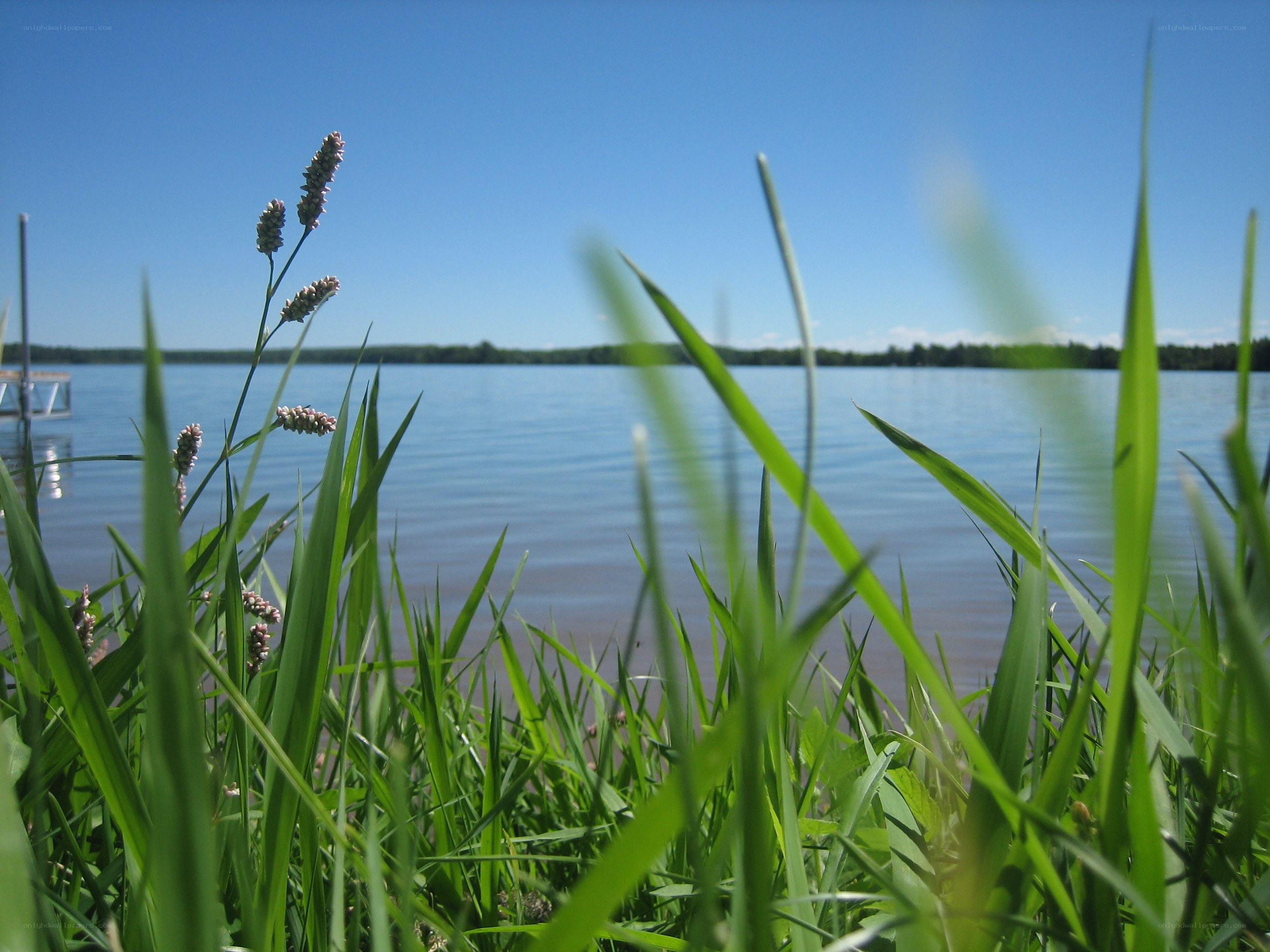 Grass by the lake