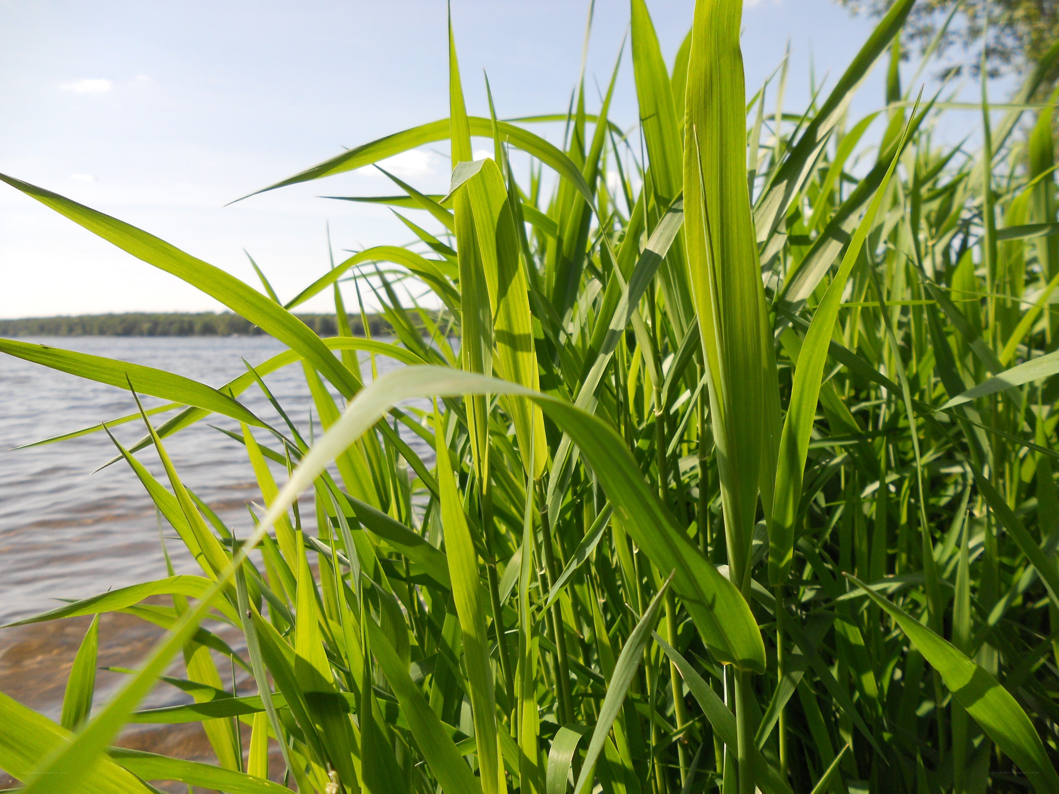 Grass by the lake