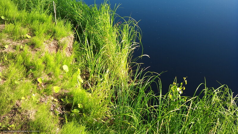 Grass by the lake shore