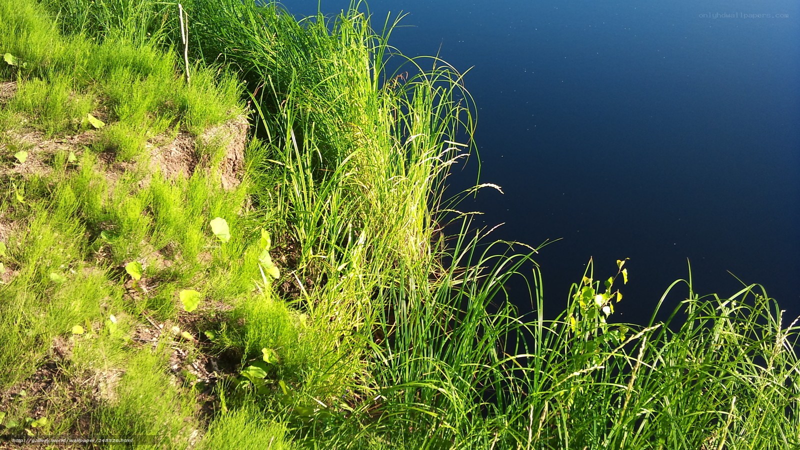 Grass by the lake shore
