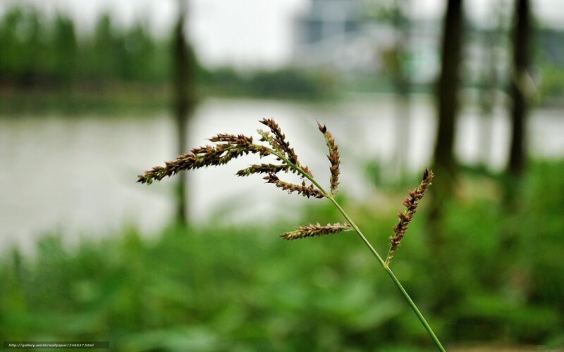 Grass by the lake