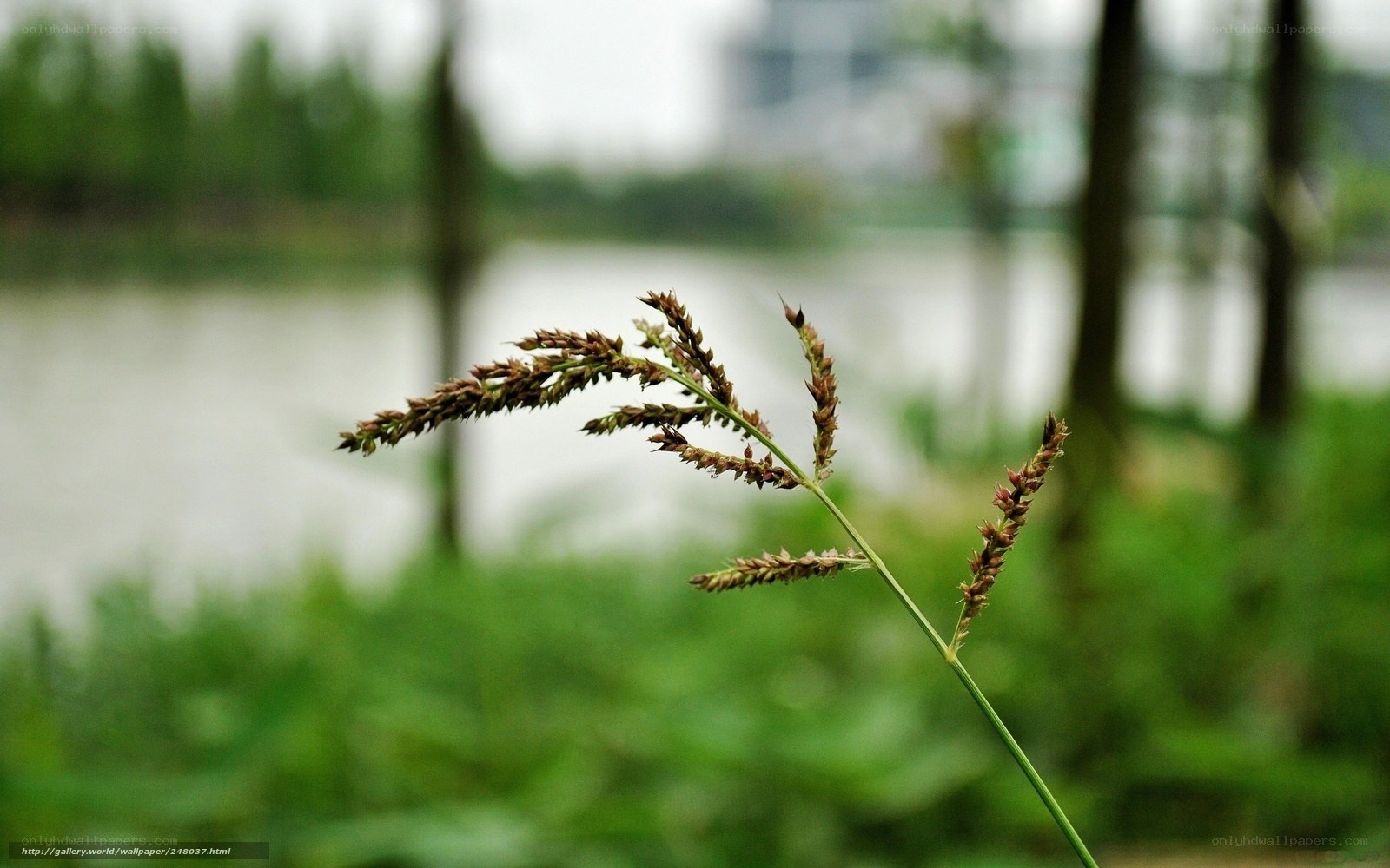 Grass by the lake