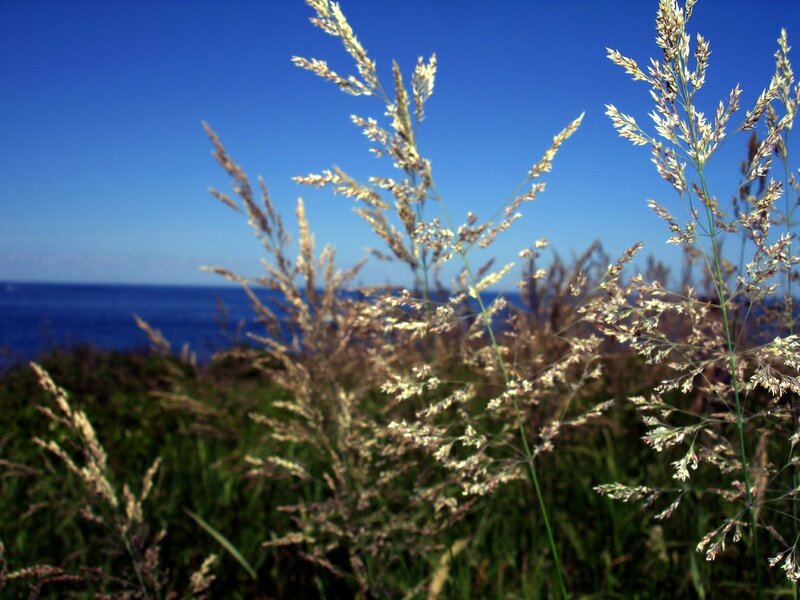 Grass by the ocean