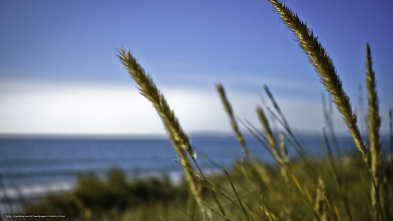 Grass by the ocean