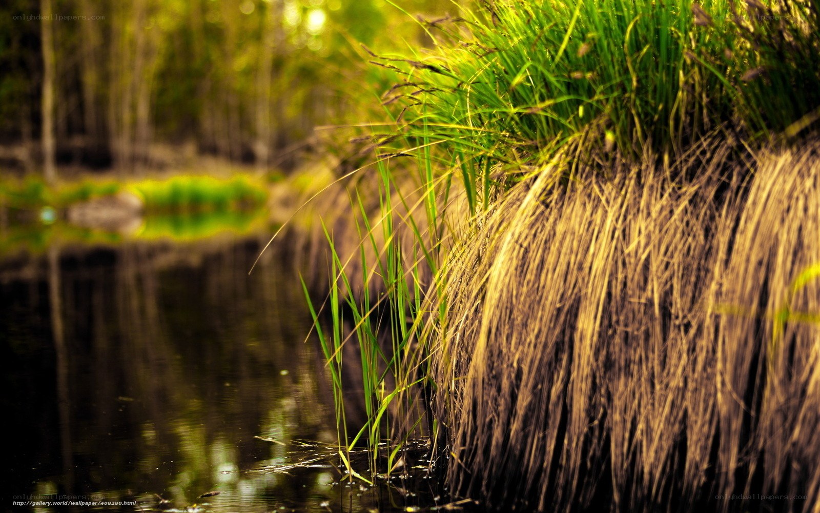 Grass by the pond