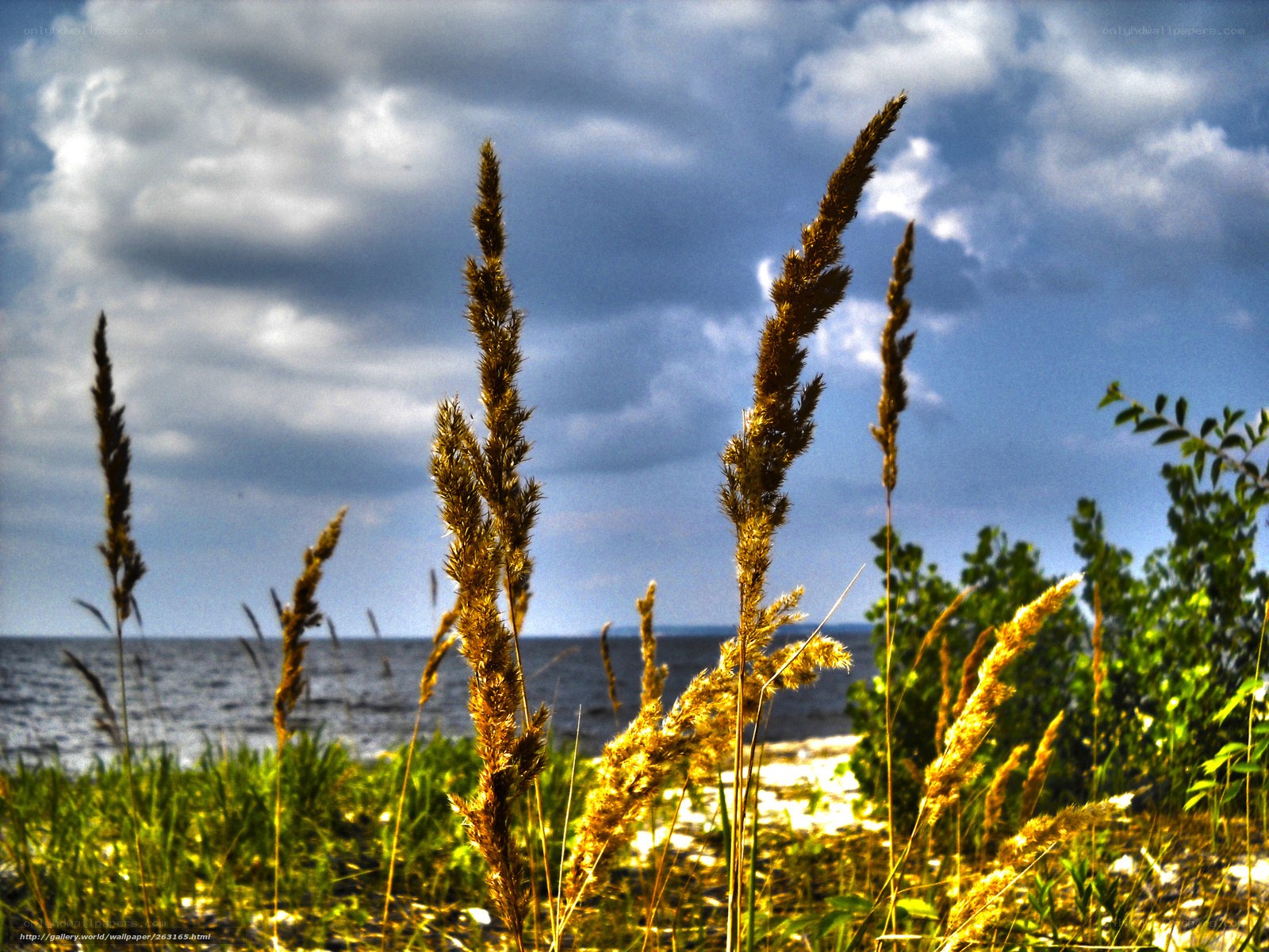 Grass by the Sea