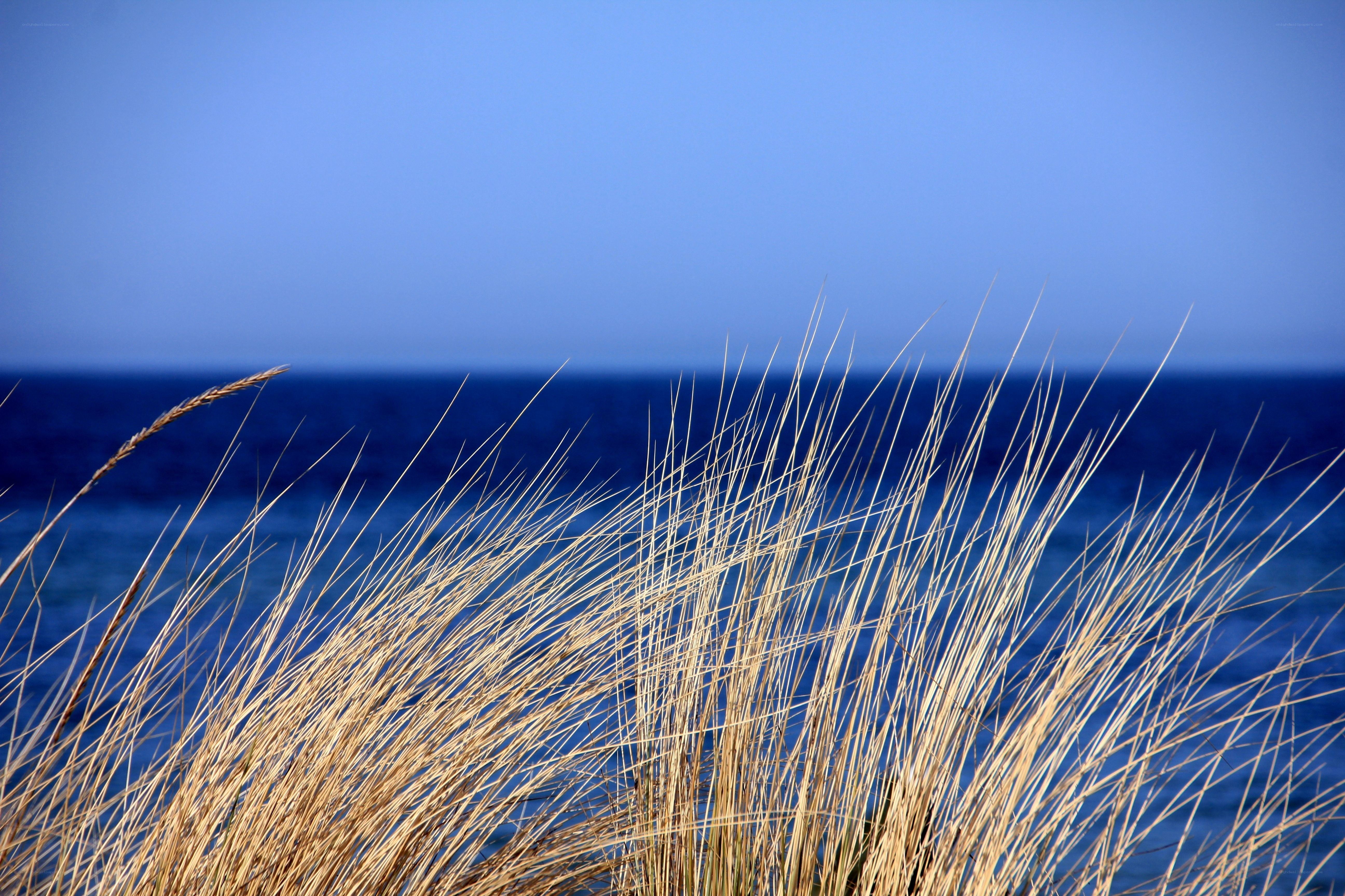 Grass by the sea