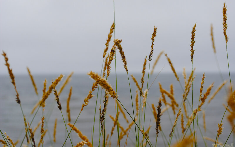 Grass by the sea