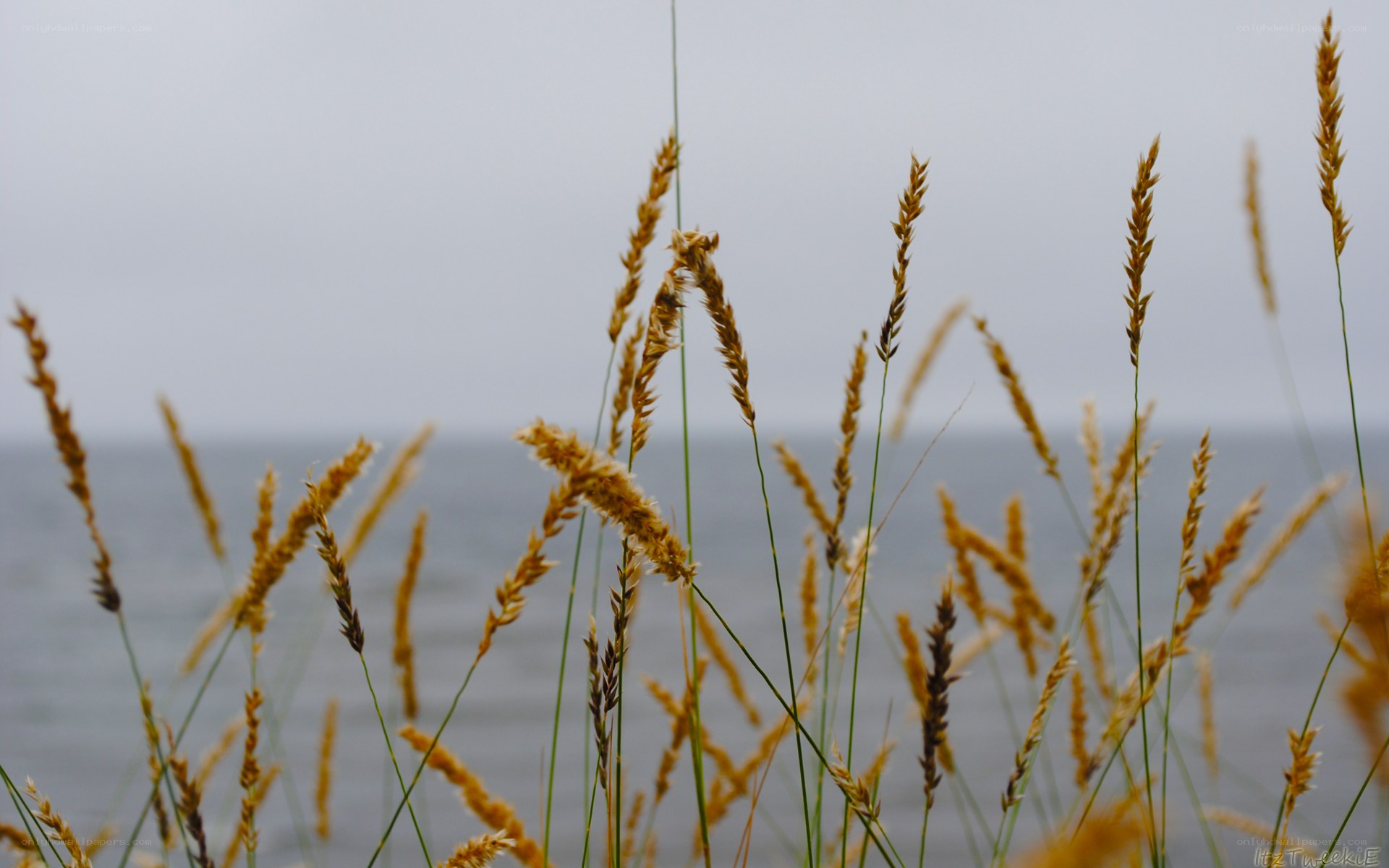 Grass by the sea