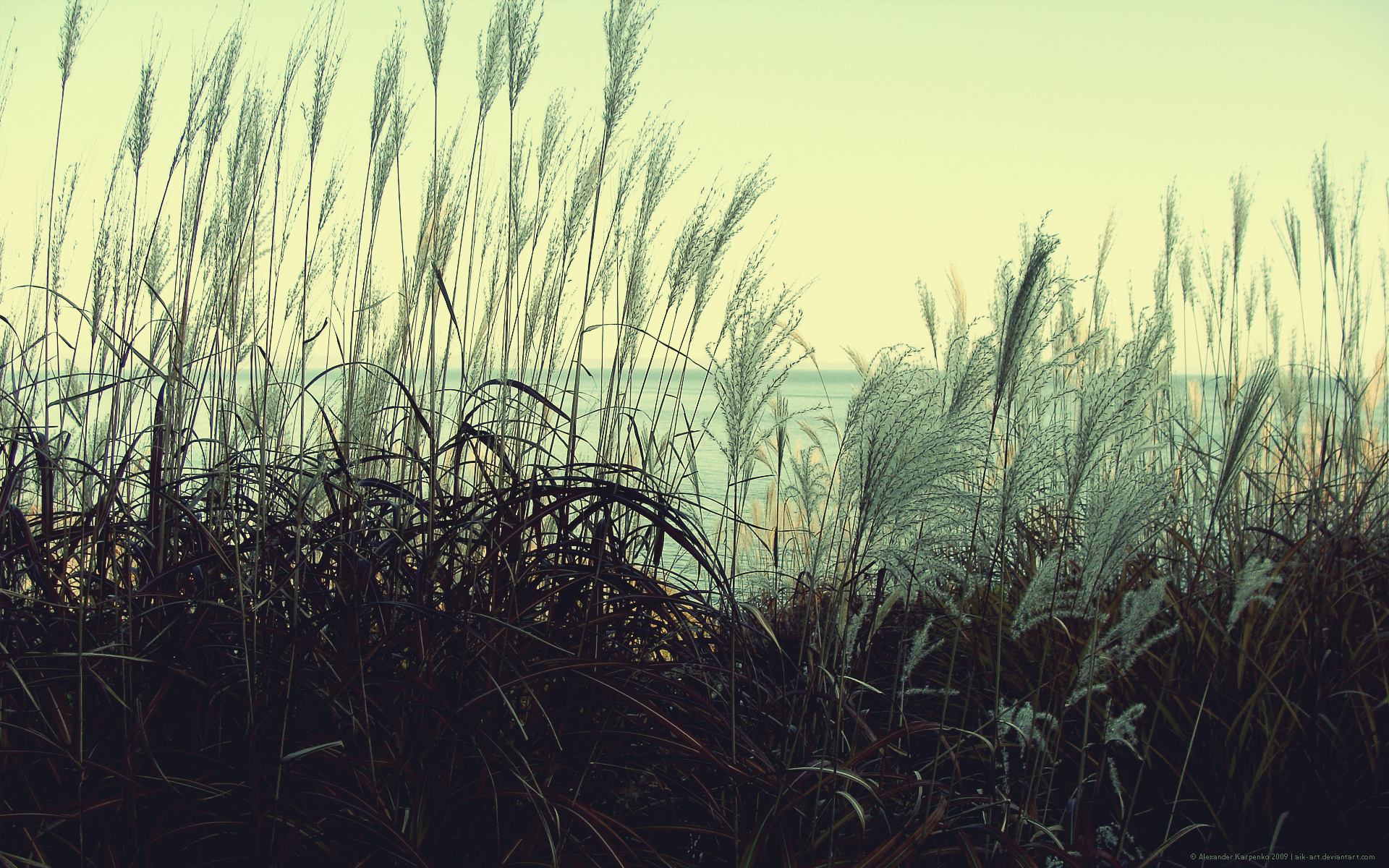 Grass by the sea