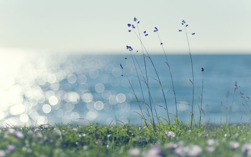 Grass by the sea
