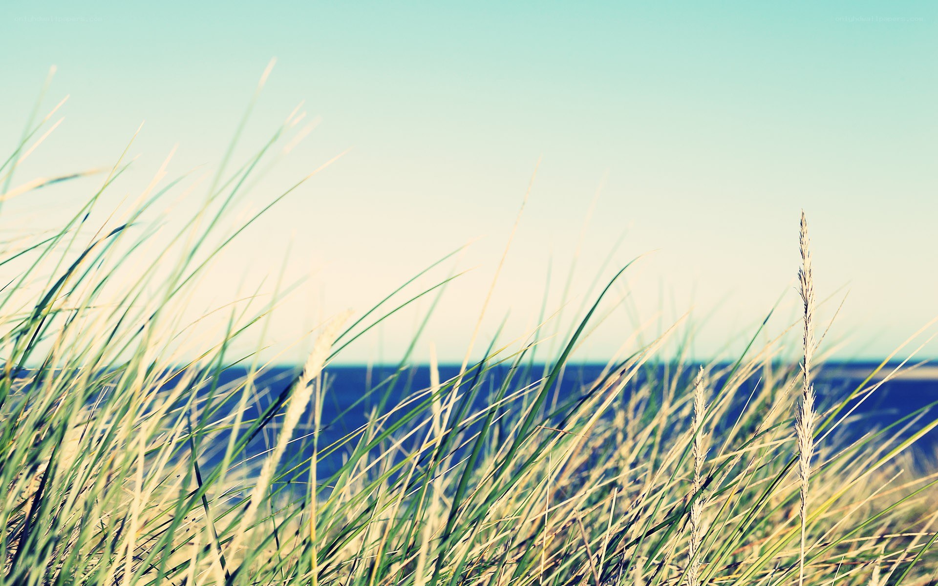 Grass by the sea