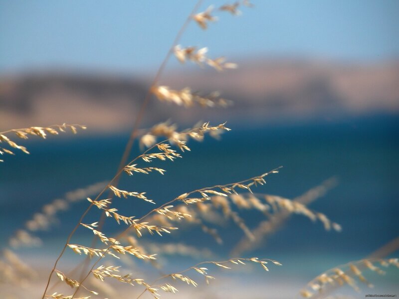 Grass by the sea