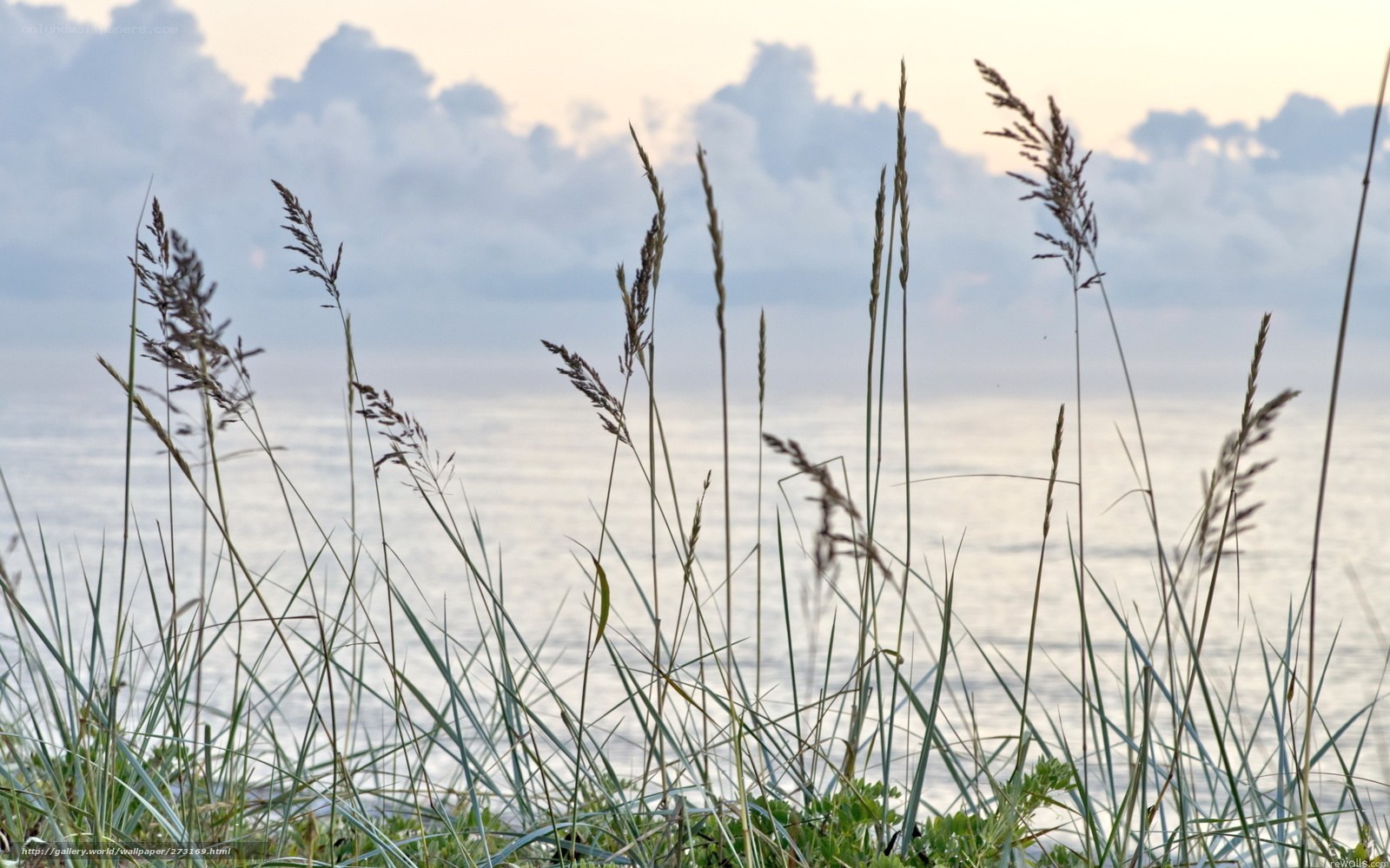 Grass by the Sea at Dusk