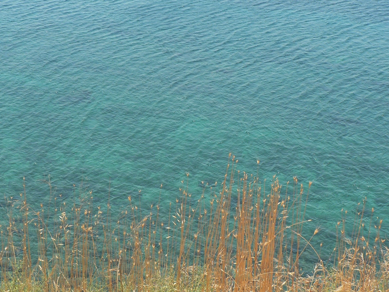 Grass by the turquoise water