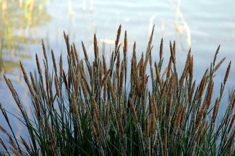 Grass by the water
