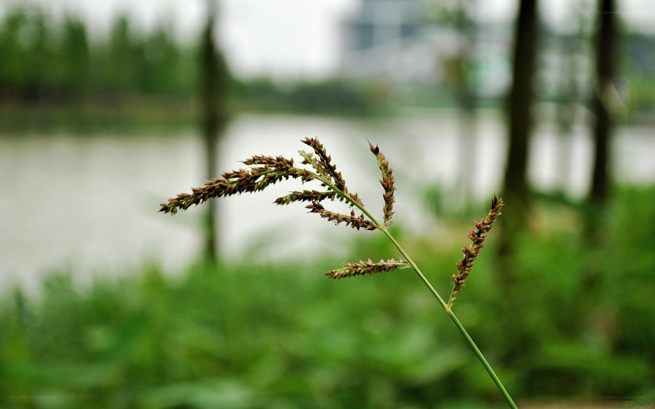 Grass by the water