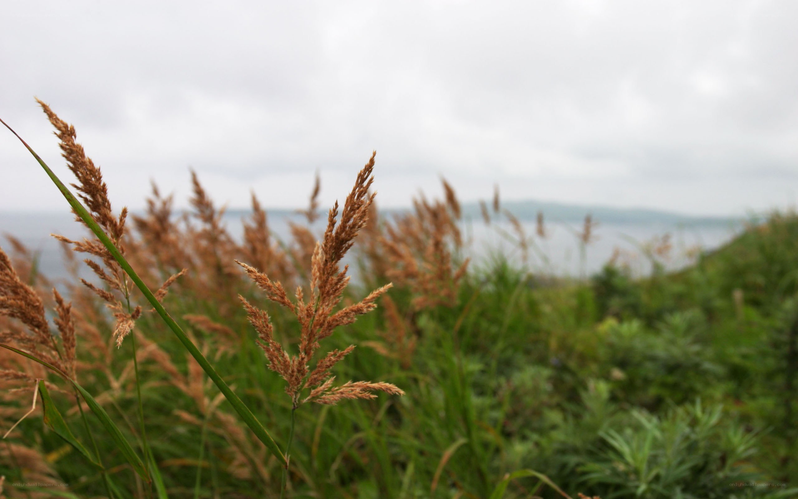 Grass by the water