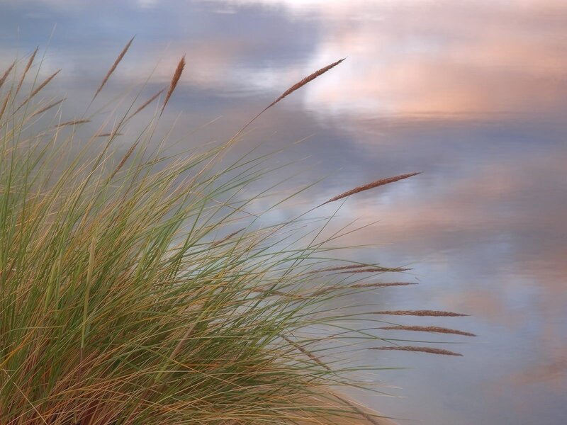 Grass by the water at sunset
