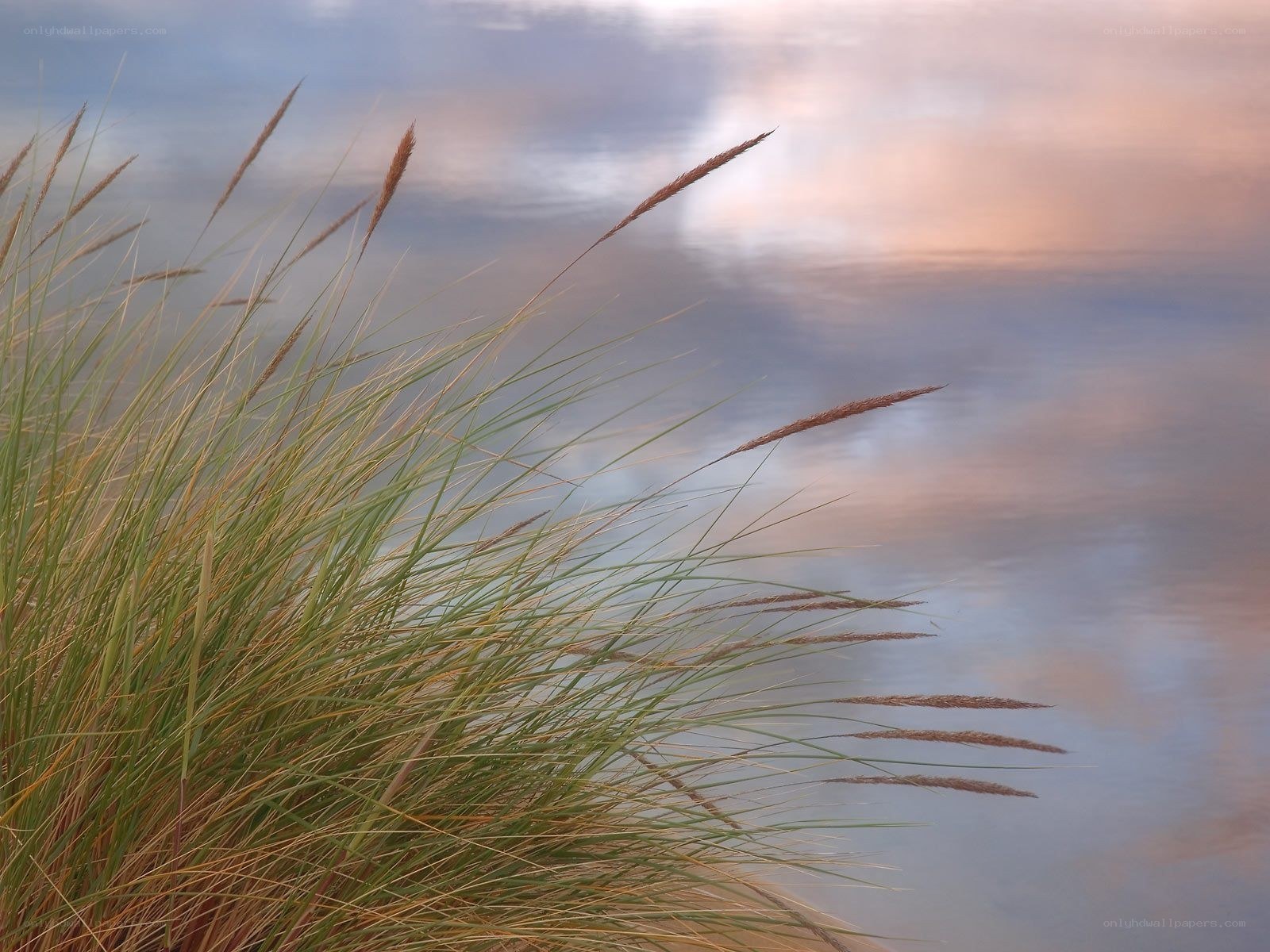 Grass by the water at sunset