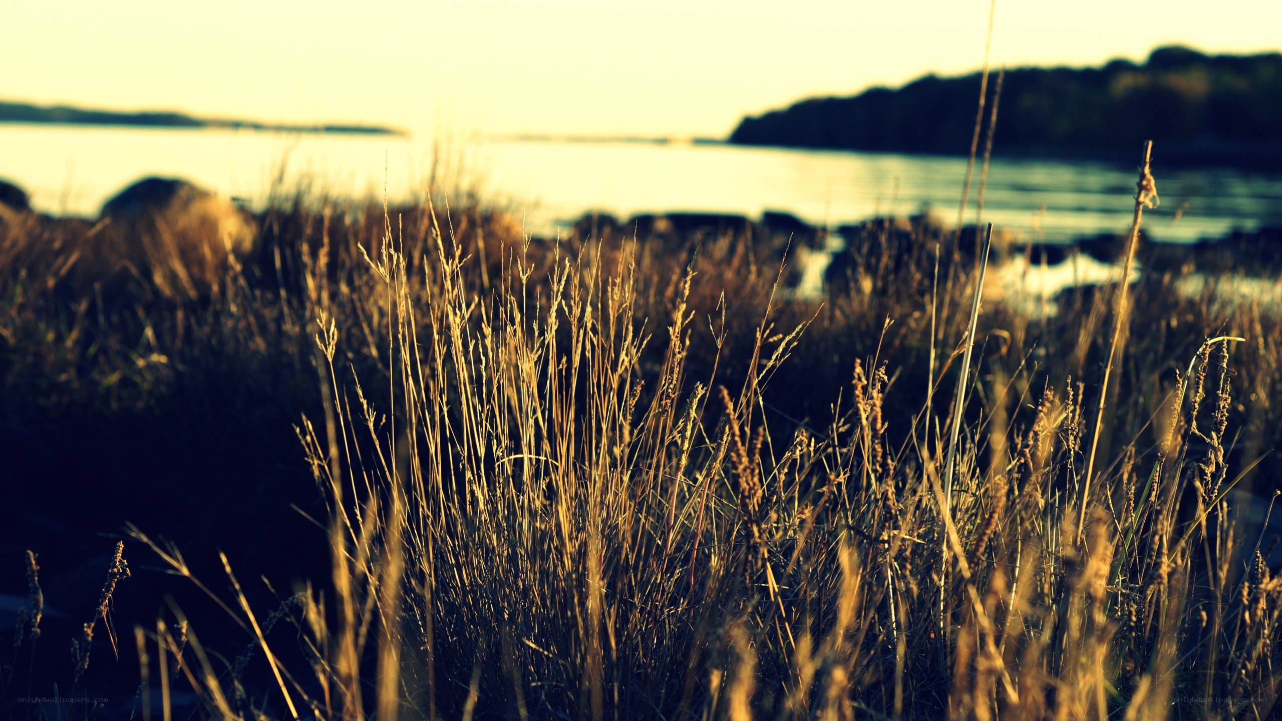 Grass by the water at sunset