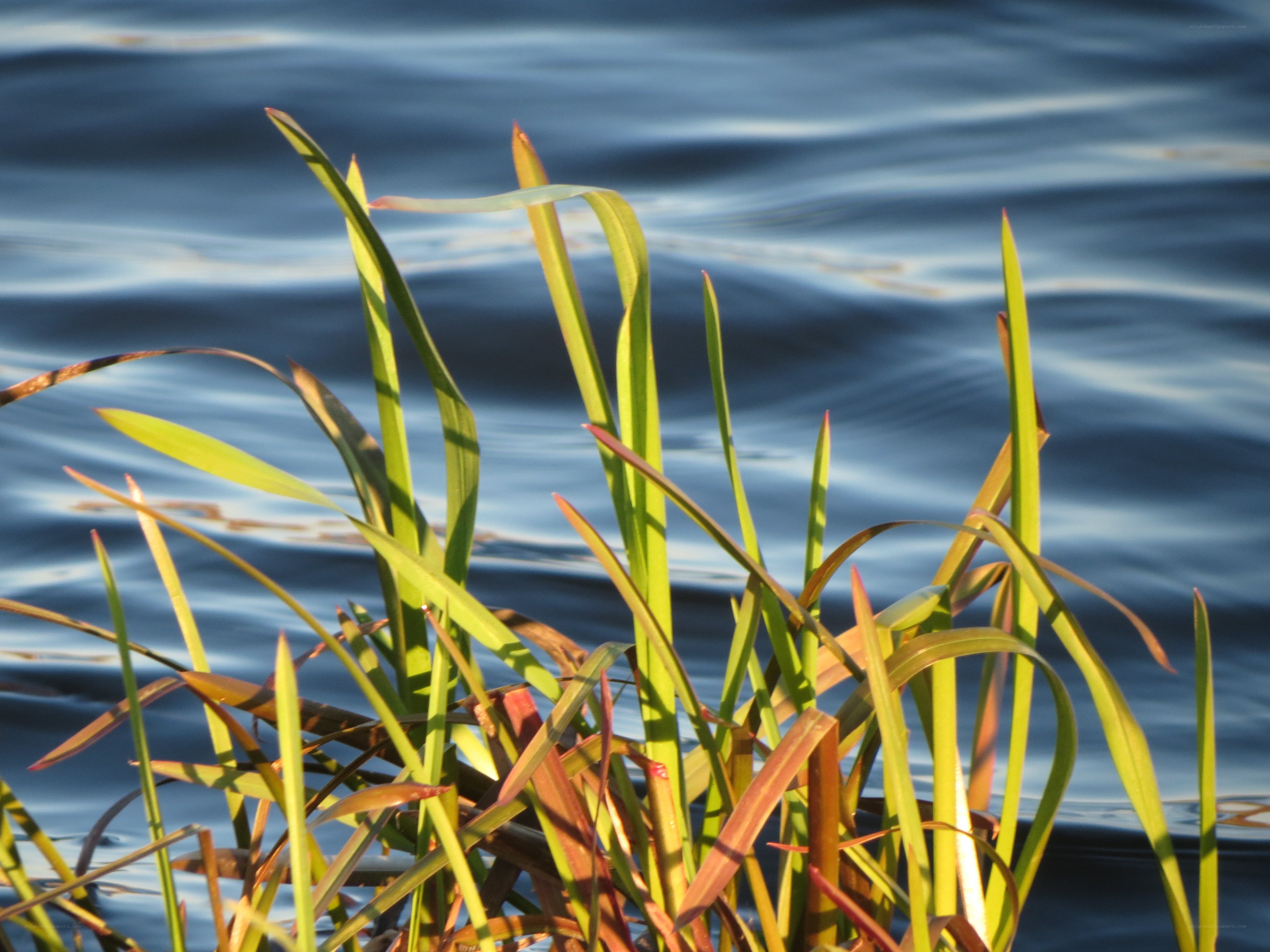 Grass by the water's edge