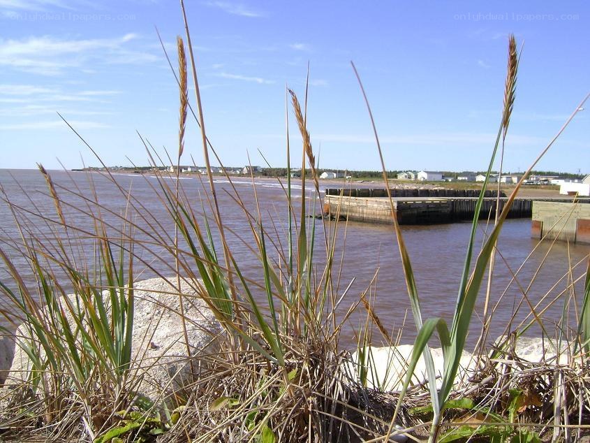Grass by the water's edge