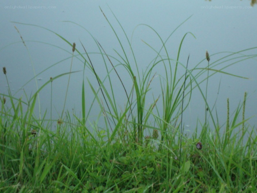 Grass by the water's edge