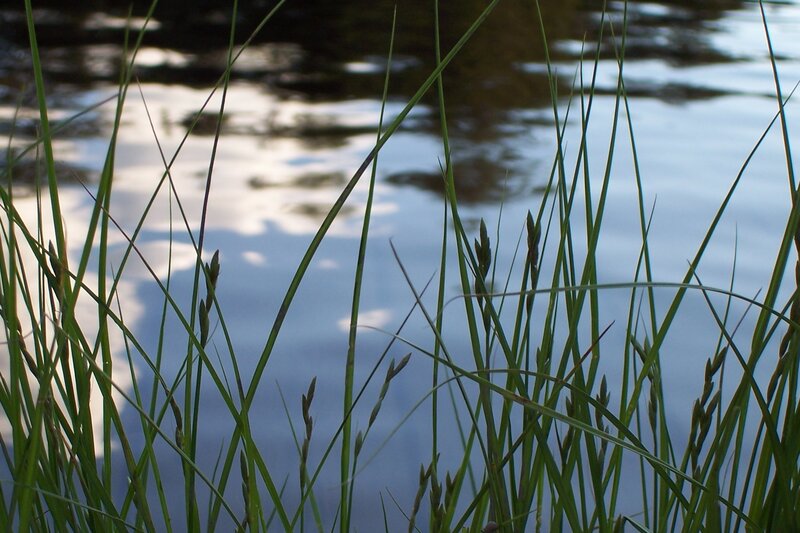 Grass by the water's edge