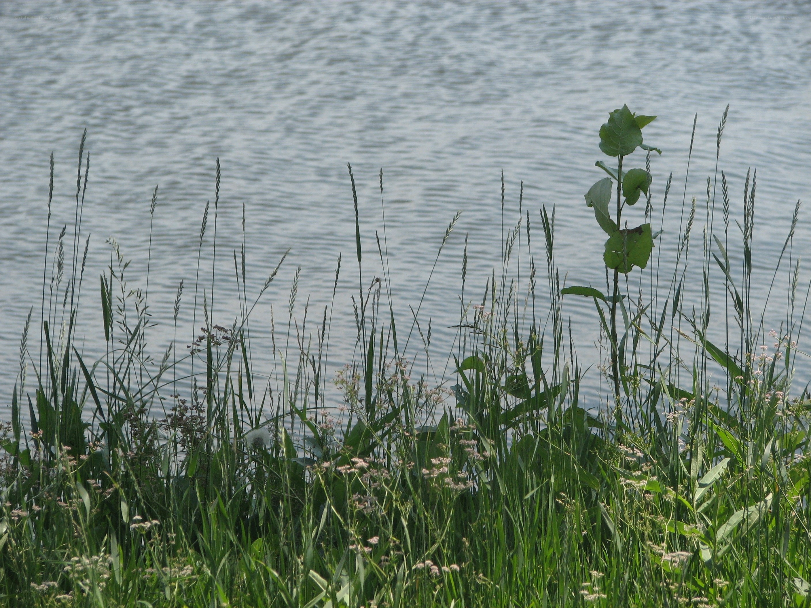Grass by the water's edge